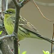 Yellow Bunting