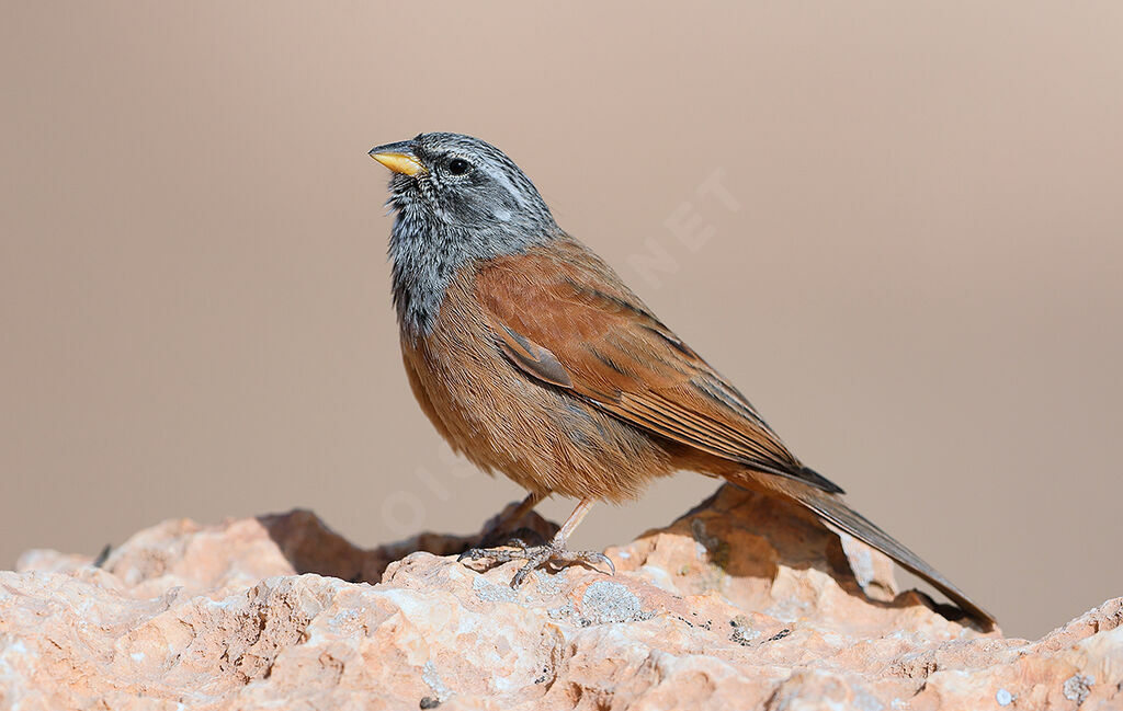 House Bunting male adult breeding, identification