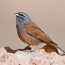Bruant du Sahara