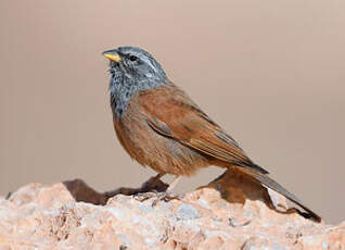 Bruant du Sahara