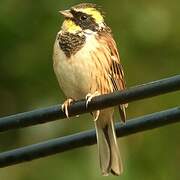 Yellow-throated Bunting