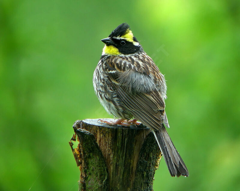 Yellow-throated Bunting male adult breeding, identification, Reproduction-nesting