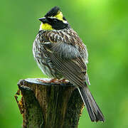 Yellow-throated Bunting