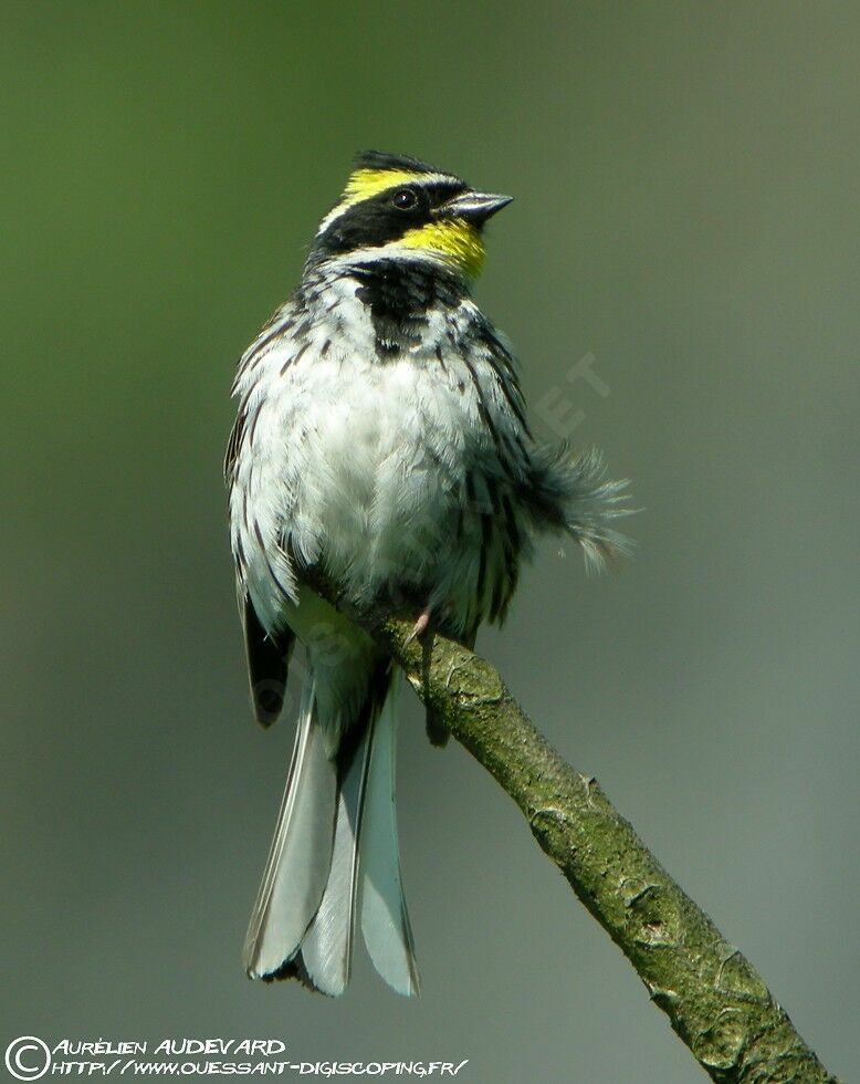 Yellow-throated Bunting