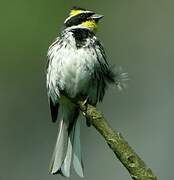 Yellow-throated Bunting