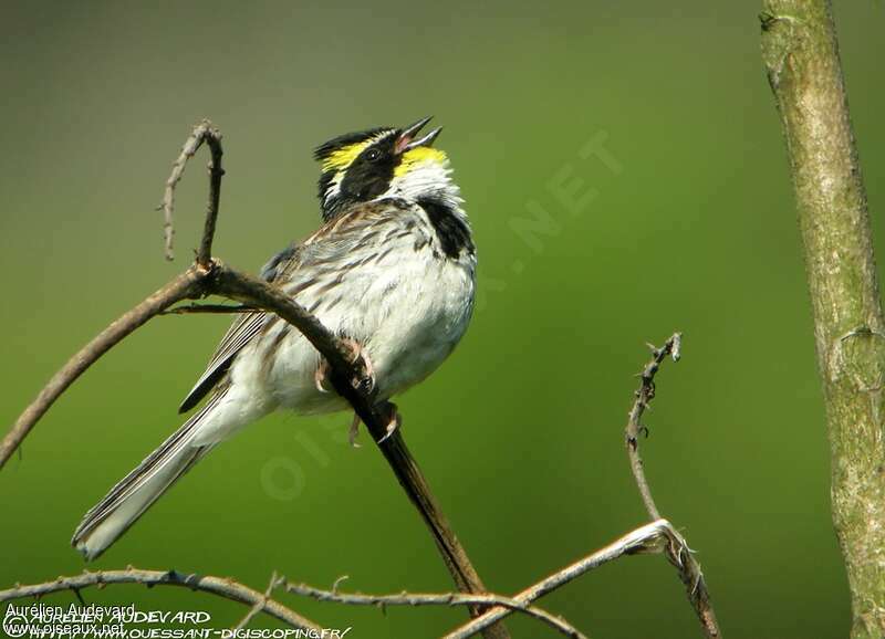 Yellow-throated Bunting male adult, song