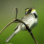 Yellow-throated Bunting