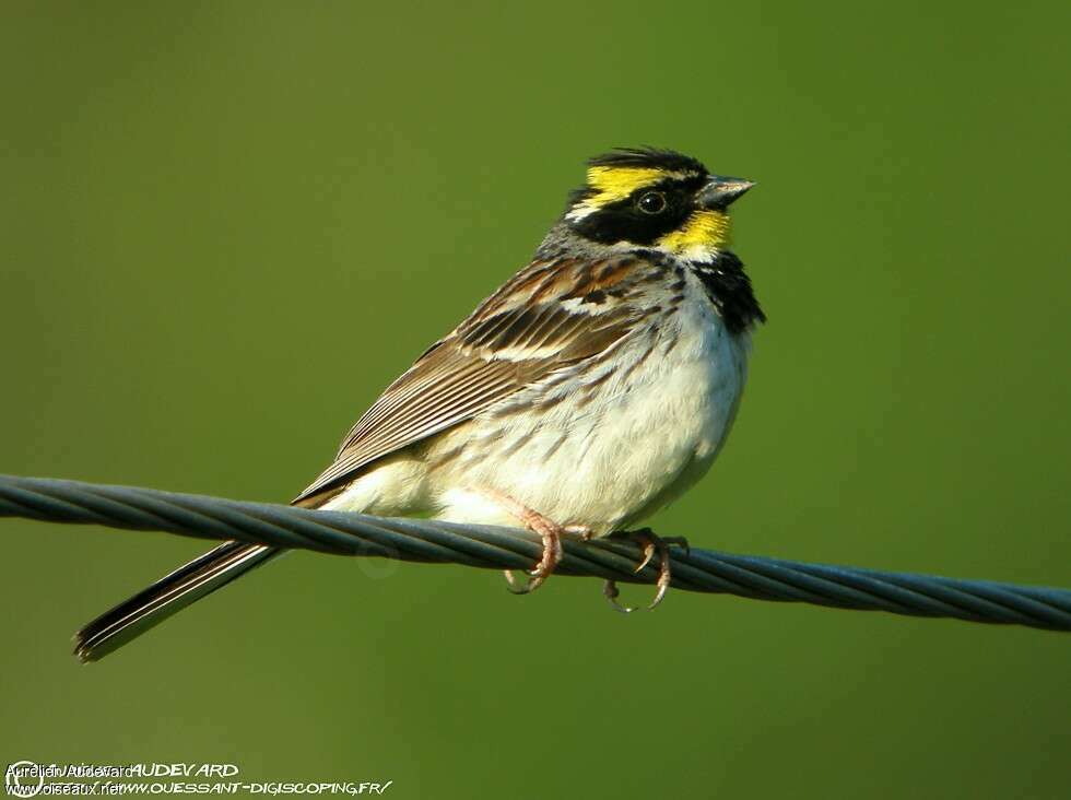 Yellow-throated Bunting male adult, identification