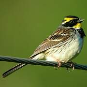 Yellow-throated Bunting