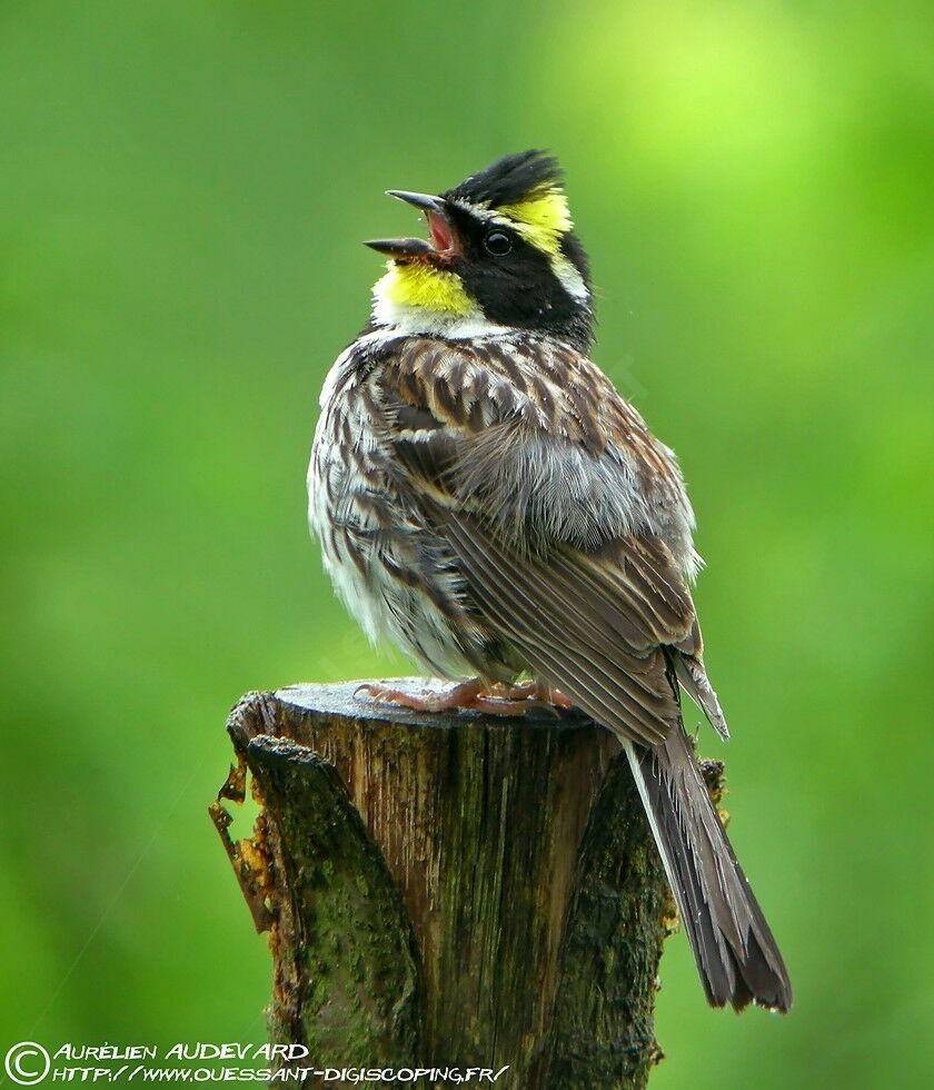 Yellow-throated Bunting male adult breeding