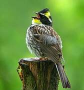 Yellow-throated Bunting