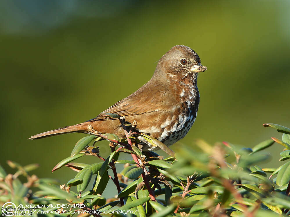 Red Fox Sparrow, identification