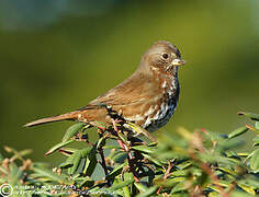 Red Fox Sparrow