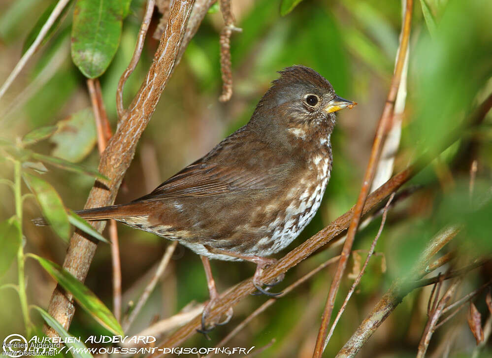 Red Fox Sparrow, identification