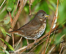 Red Fox Sparrow