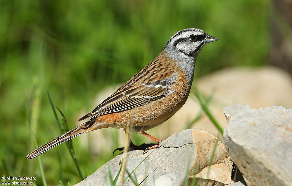 Rock Bunting male adult breeding, identification