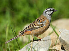 Rock Bunting