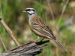 Rock Bunting