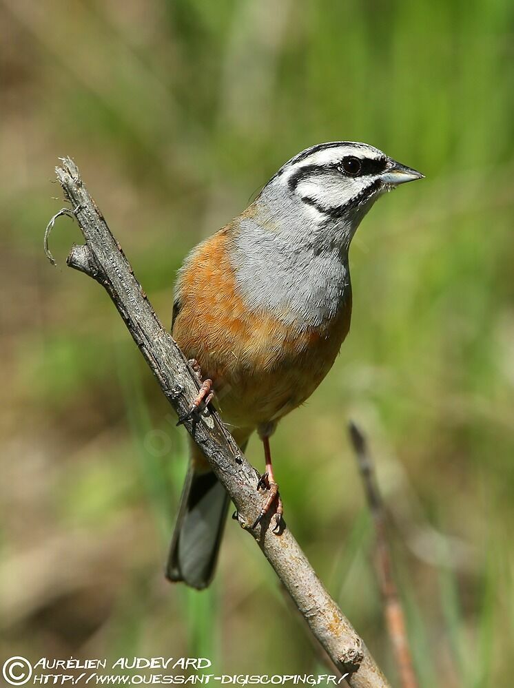 Rock Bunting