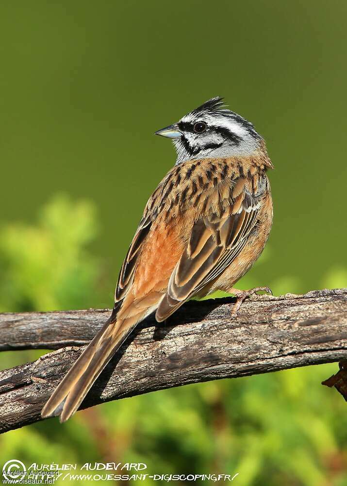 Rock Bunting male adult breeding, pigmentation