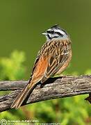 Rock Bunting