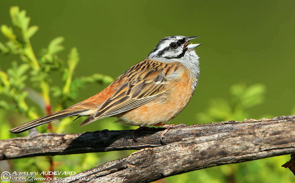 Rock Bunting male adult breeding, identification, song