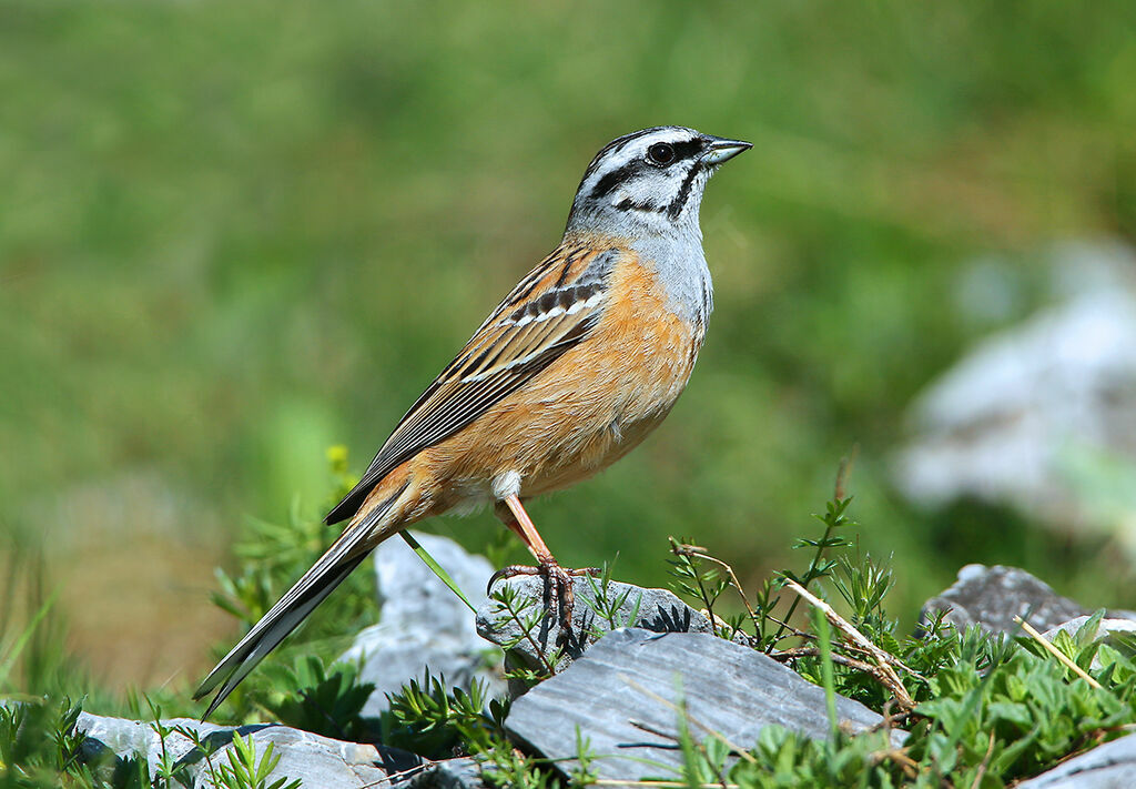 Rock Buntingadult breeding, identification