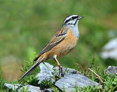 Rock Bunting