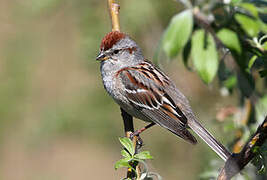 American Tree Sparrow