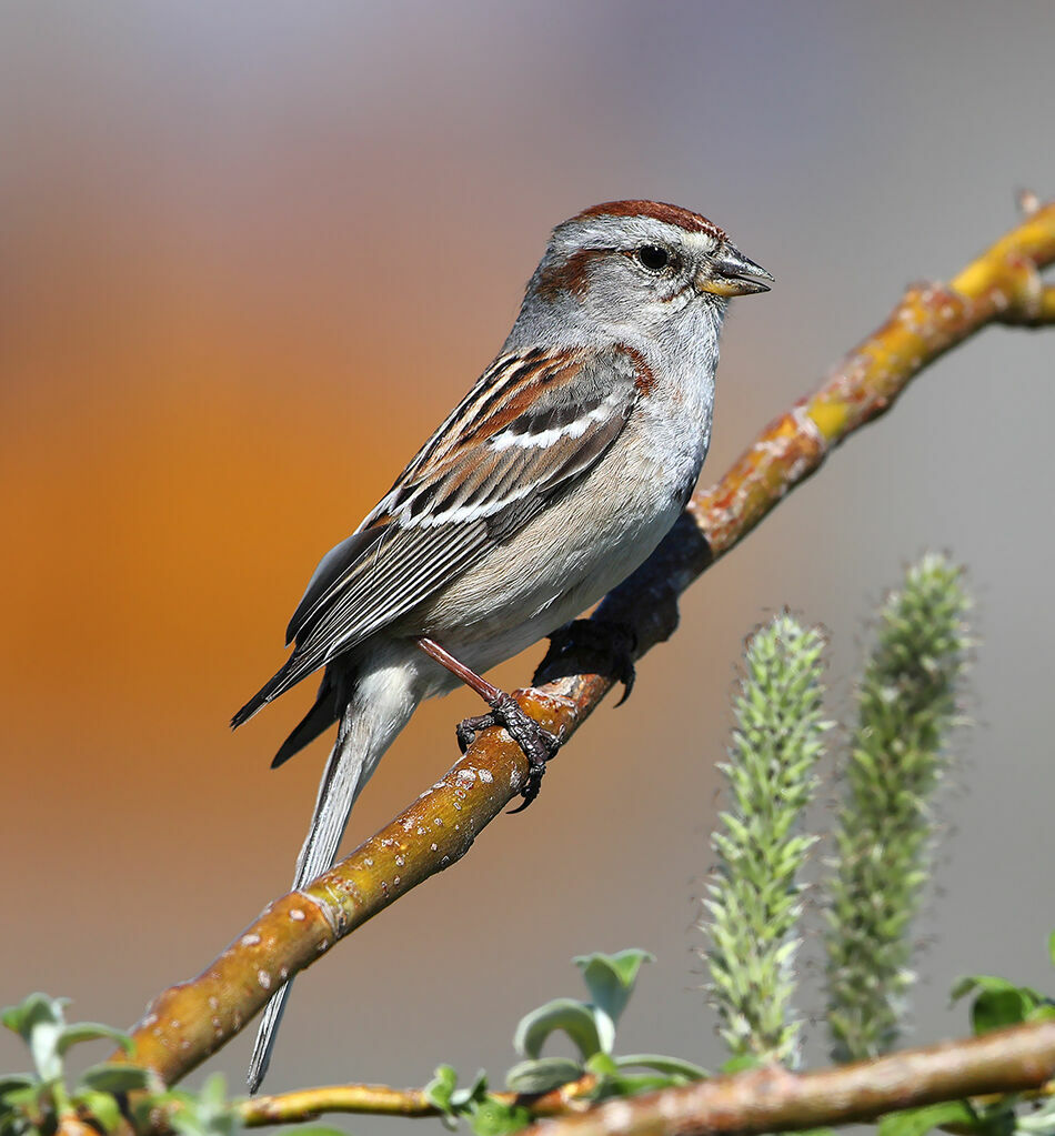 American Tree Sparrow male adult breeding, identification