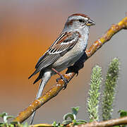 American Tree Sparrow