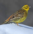 Bruant jaune