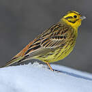 Bruant jaune