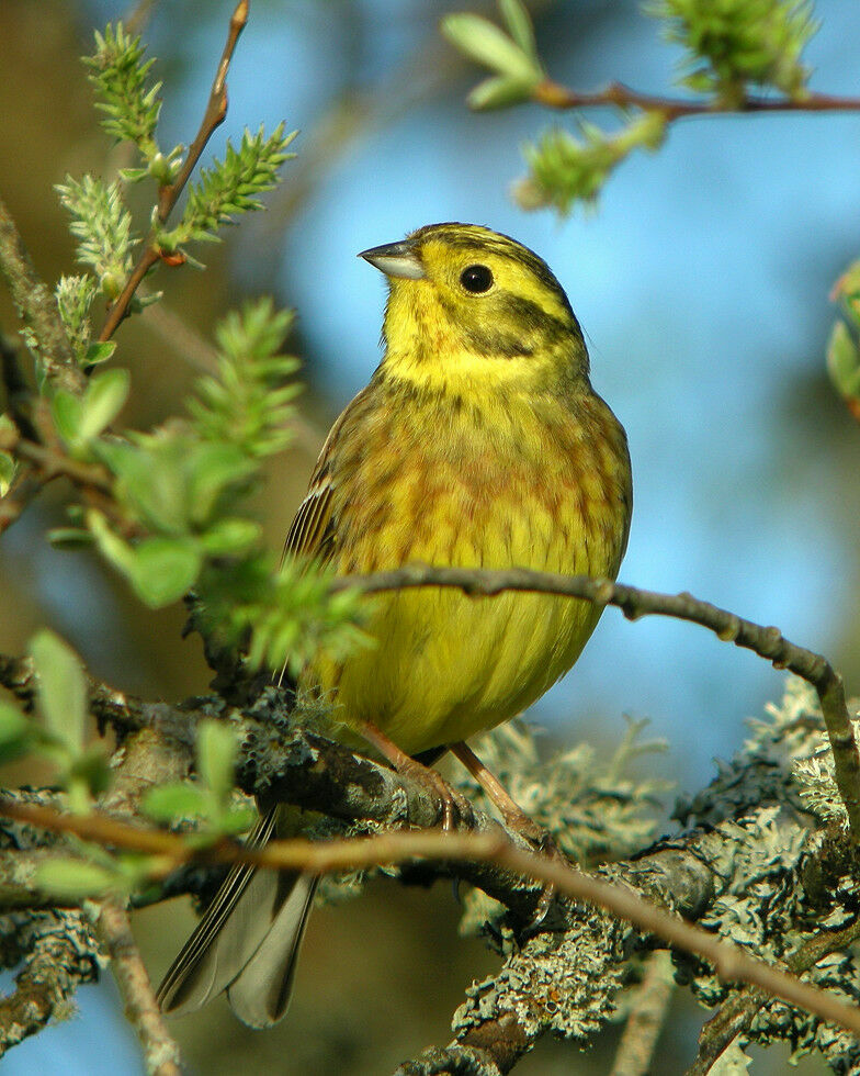 Bruant jaune mâle adulte nuptial, identification