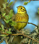 Bruant jaune