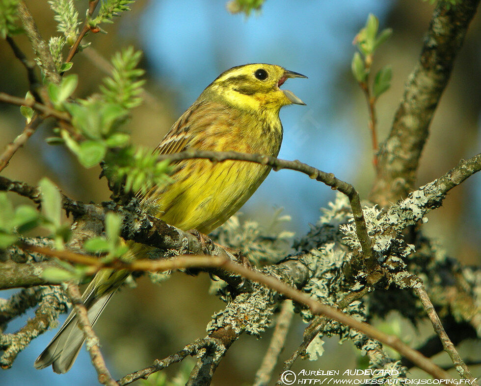 Bruant jaune