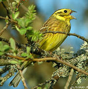 Yellowhammer