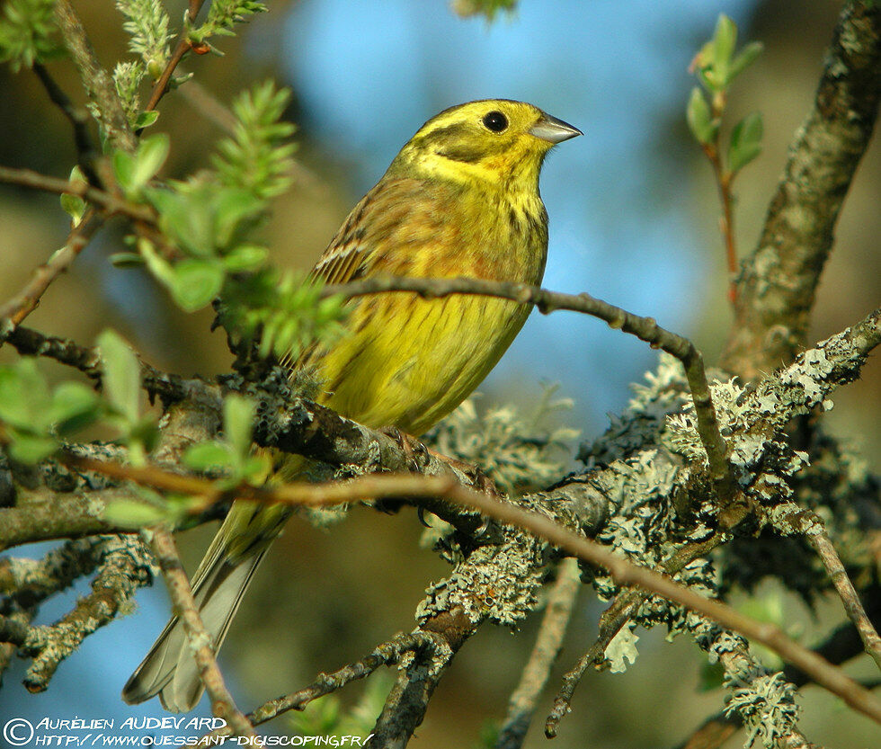 Bruant jaune