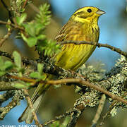 Bruant jaune