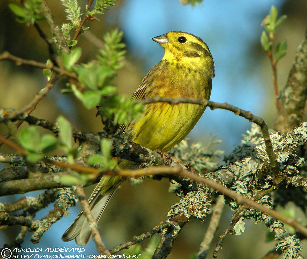 Bruant jaune mâle adulte nuptial, identification