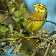 Yellowhammer