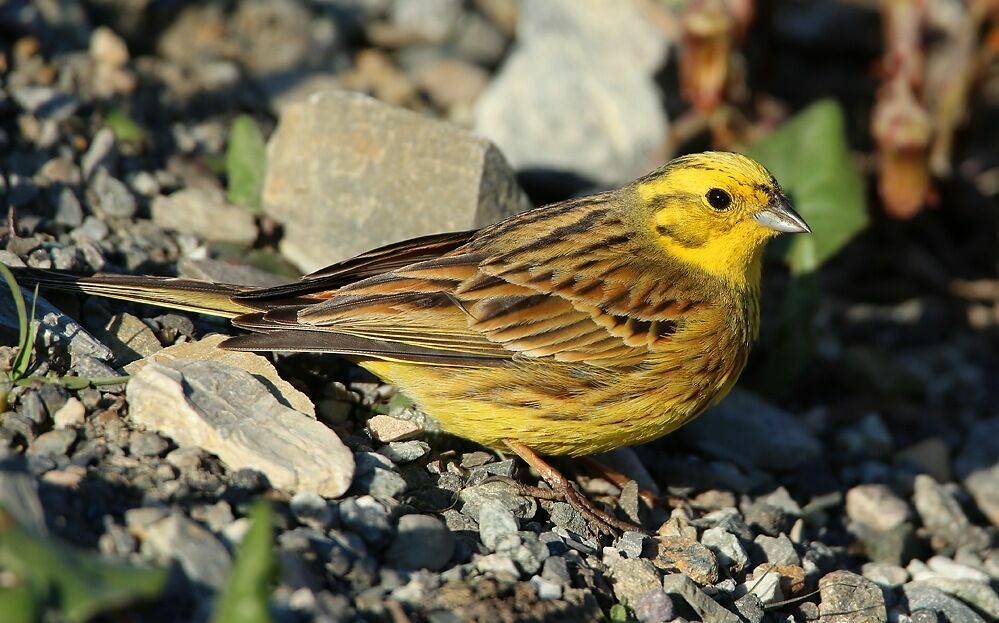 Bruant jaune mâle adulte nuptial