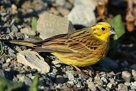 Yellowhammer