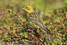 Bruant jaune