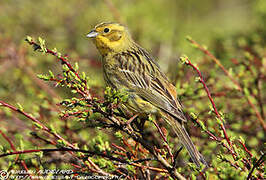 Yellowhammer