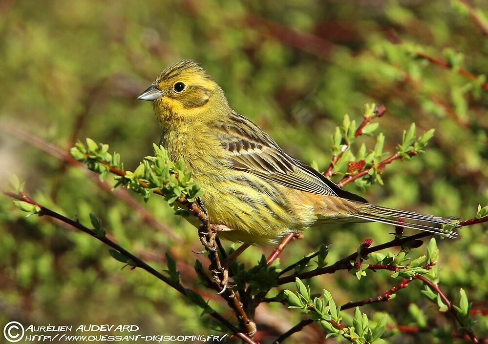 Bruant jaune