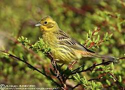 Yellowhammer