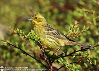 Bruant jaune