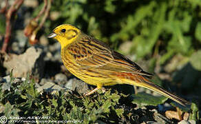 Bruant jaune