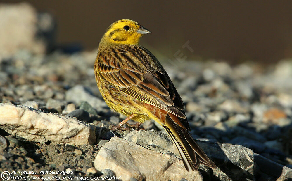 Yellowhammer male adult breeding, identification